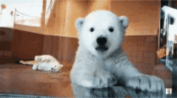 Cute Polar Bear Cub Waves 'Sup'