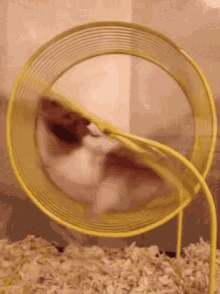 GIF