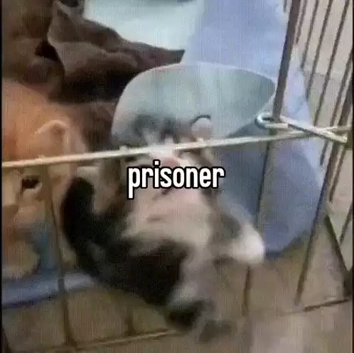 Kitten 'Prisoner' in Cage
