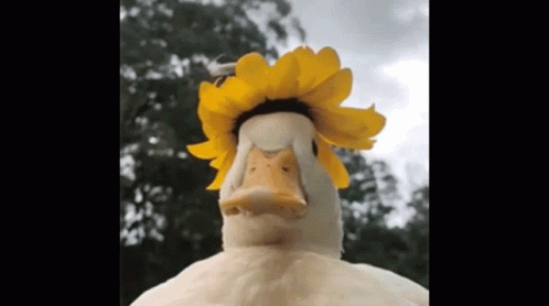 htSDSeKt.gif