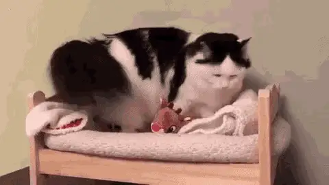Cute Cat Napping in Small Bed – free GIF download | meme platform | memes GIF