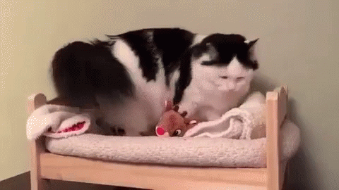 Cute Cat Napping in Small Bed – free GIF download | meme platform | memes GIF