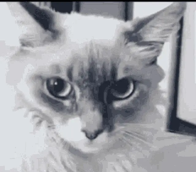 Shocked Cat Kitty