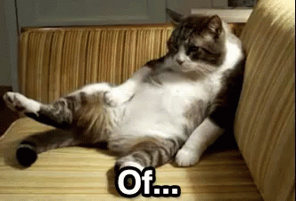 Relaxing Cat with 'Of...' Text – free GIF download | meme platform | memes GIF