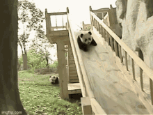 Panda Sliding Down Wooden Slide