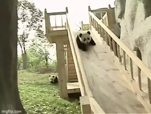 Panda Sliding Down Wooden Slide
