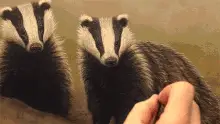 Robert E Fuller Honey Badger