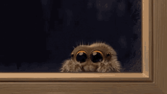 Cute Small Jumping Spider Peeking