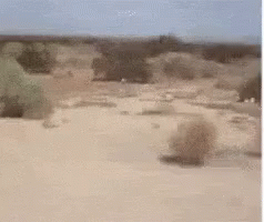 Tumbleweed Rolling in a Desert Landscape