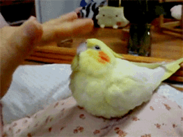 Cute Cockatiel Enjoys Head Pats