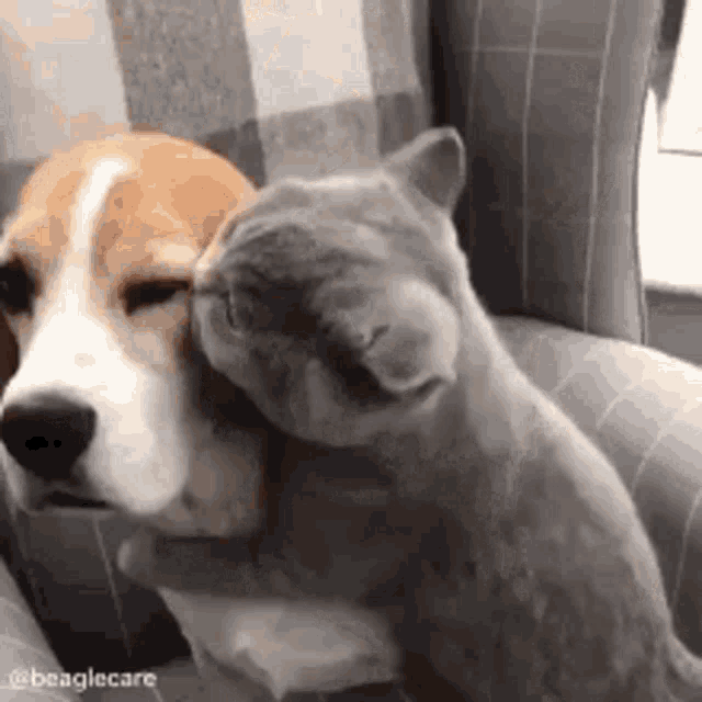 Cat Hugs Dog BFF