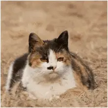 Confused Cat with Question Mark