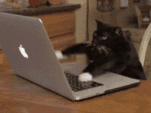 GIF загружаны Angel