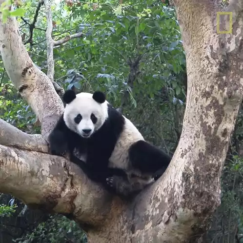 Giant Panda Napping in Tree for National Panda Day