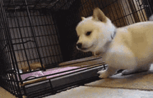 Adorable White Puppy Close-Up