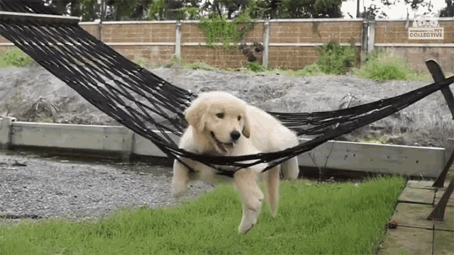 Adorable Puppy Chilling in a Hammock