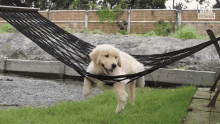 GIF nahrál Hazel