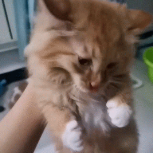 HufotpSa.gif