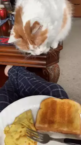 Hungry Cat Tries to Steal Toast