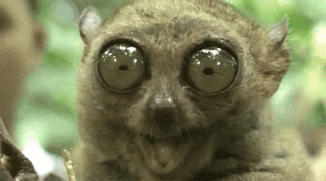 Big-Eyed Tarsier: Lazy Animal Close-up