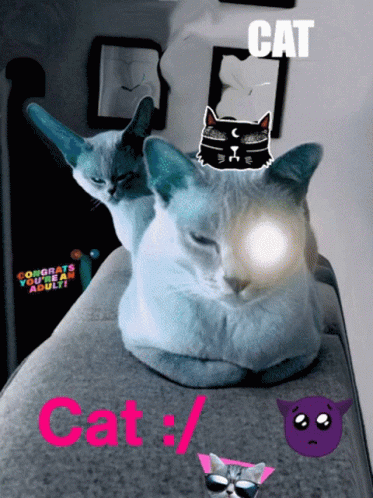 Two cats with fun filters and text overlays