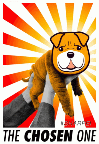 Shar Pei The Chosen One
