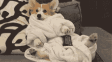 GIF pujat per Oz