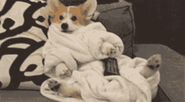 Cozy Corgi Puppy Relaxing