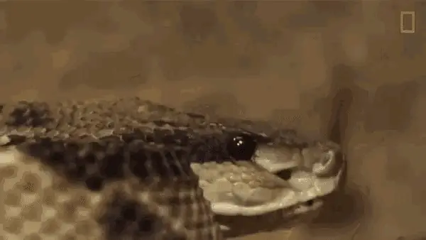 Snake Hissing Close-Up