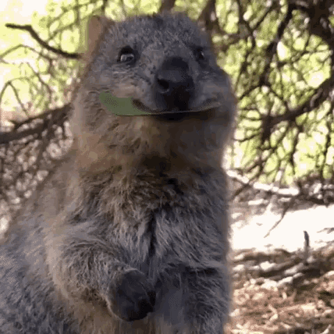 Cute Quokka Enjoying a Leaf