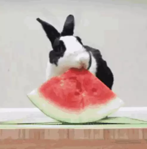 Cute Rabbit Eating Watermelon