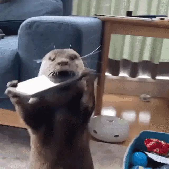 Biting Smartphone Otter
