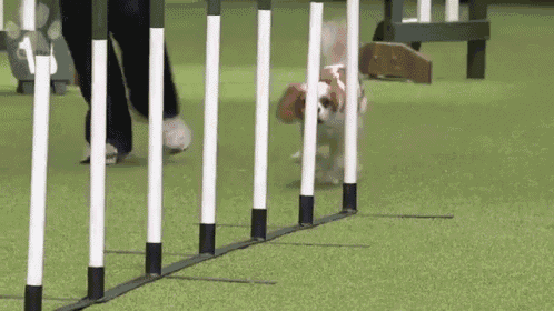 Dog Wasted Agility Fail