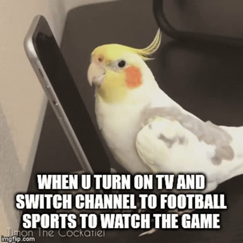 Birb Watching Football on Phone
