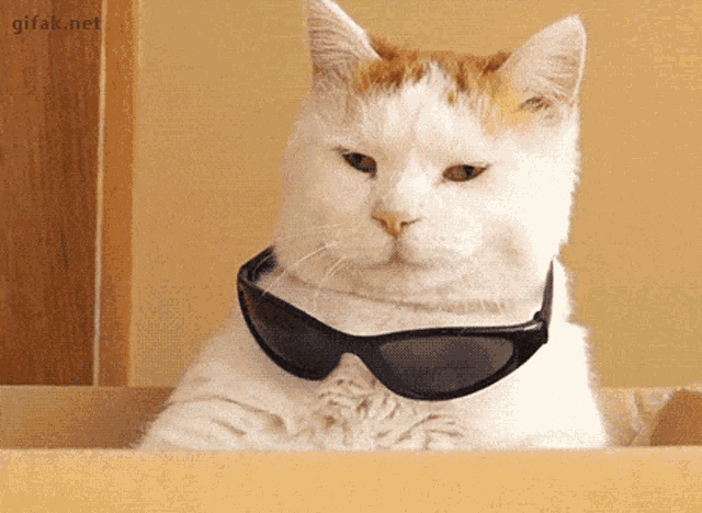 Cool Cat with Sunglasses