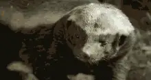 Honey Badger's Defiant Dance