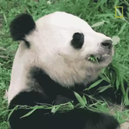 Panda Eating Bamboo Leaves