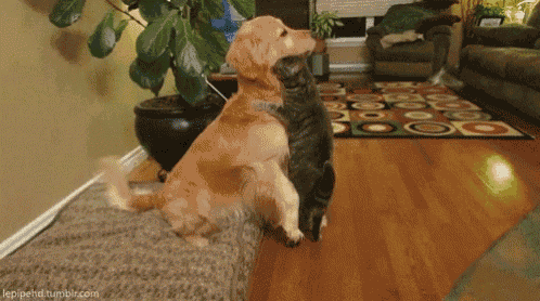 Adorable Dog Hugs Cat