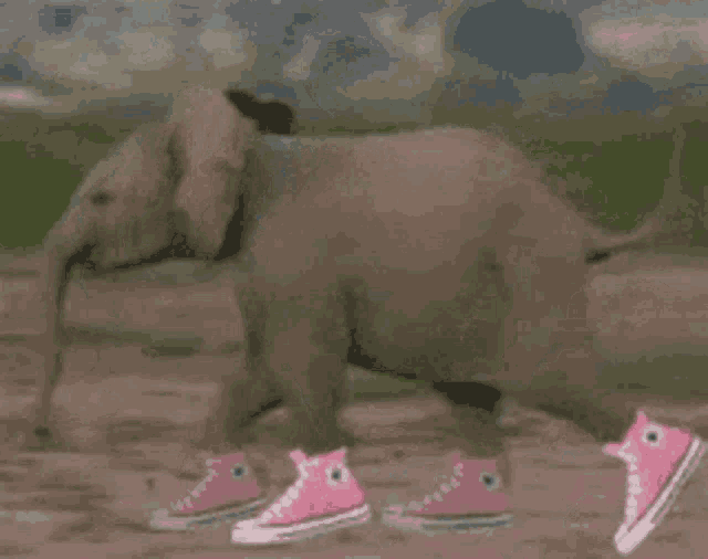 Baby Elephant in Pink Converse