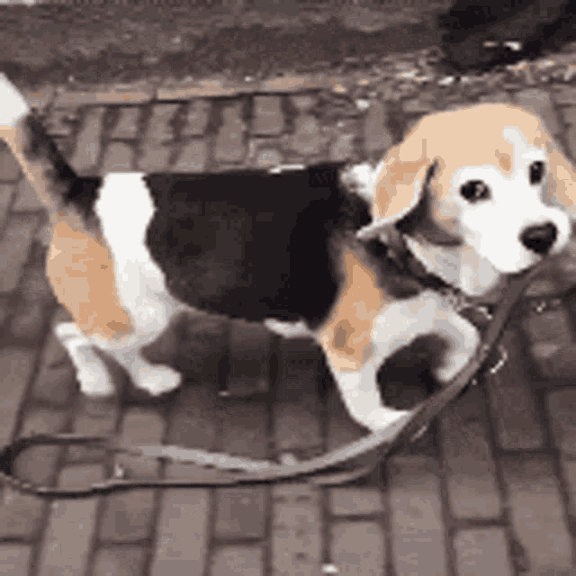 Sarcastic Beagle Says Yay