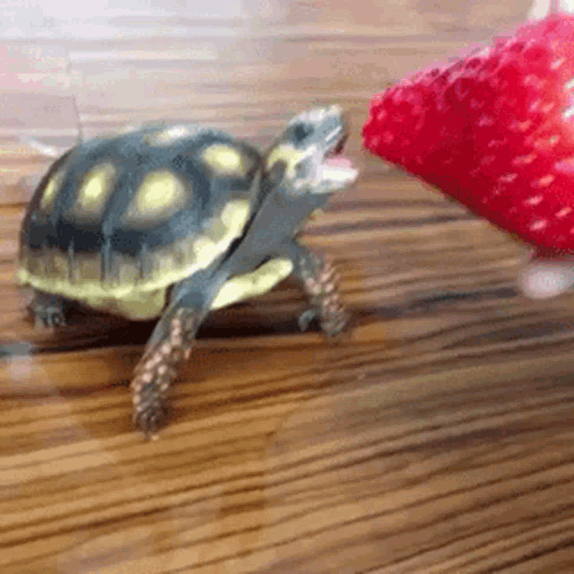 Cute Turtle Biting a Strawberry