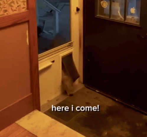 Moof Moof Cow Squeezes Through Doggy Door