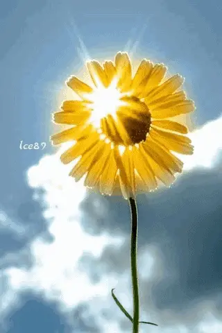 Bright Sunflower: Spring Good Morning