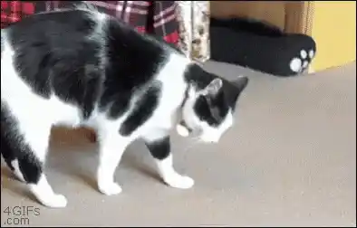 Silly Cat Rolling Around Playfully