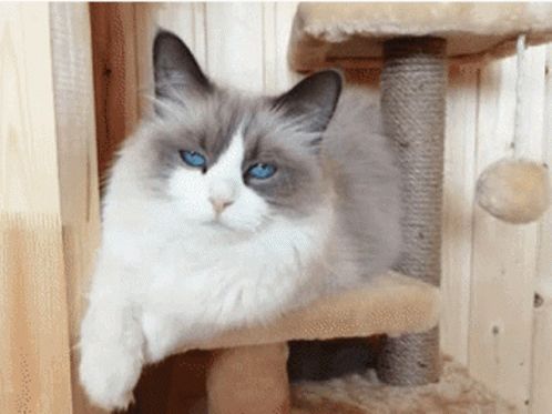Beautiful Siberian Cats from DMV Breeders