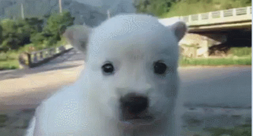 Cute Shivering White Puppy
