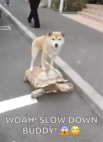 Dog Rides Turtle: Woah! Slow Down Buddy!