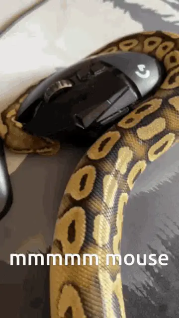 Royal Python with Gaming Mouse
