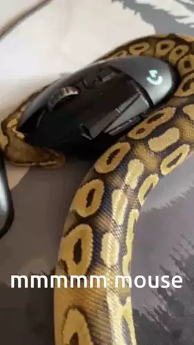 Royal Python with Gaming Mouse