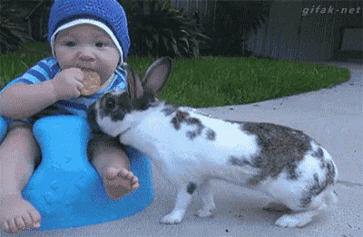Rabbit Thief Steals Cookie from Baby